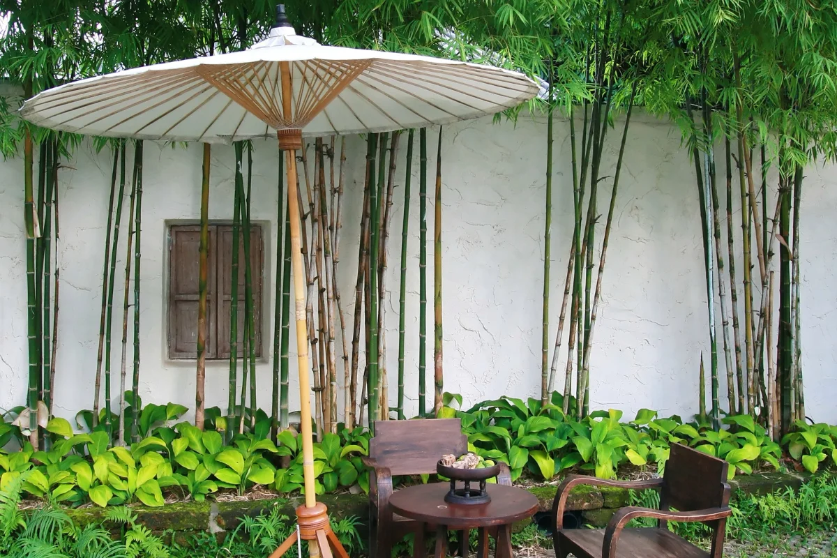 Beautiful bamboo garden in the home